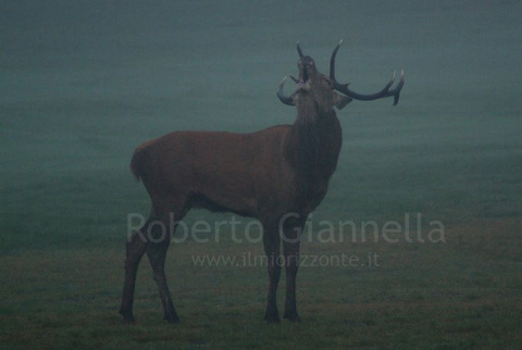 Il bramito del cervo